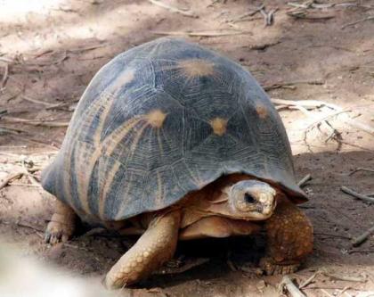 Wir haben jetzt irgendeine neue Brut der Schildkroete aller Kategorien für Verka