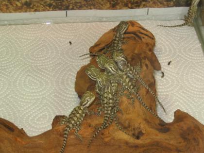 Pogona Henrylawsoni 0,0,7