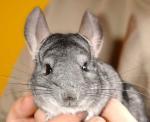 Chinchillas abzugeben