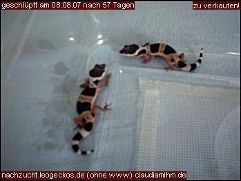 Leopardgeckos zu verkaufen!