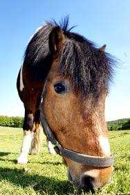 Reiterferien Herbstferien Pony