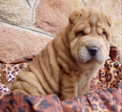 Shar pei, beige Farbig