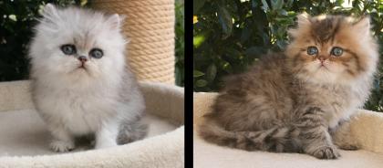 Perserbabys zum verlieben in der Farbe silver und gold!