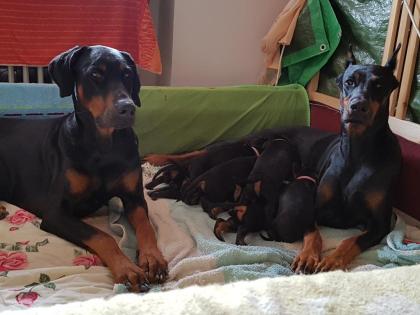 Dobermannwelpen