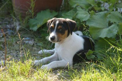 12 Wochen junger Jack Russell Terrier