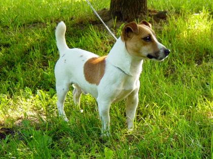 Kaufe  Rassehund Jack Russel