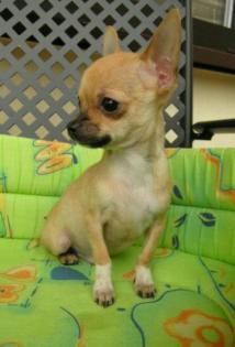 Chihuahua mini rüde soooooooo lieb :-))