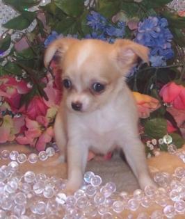 Schöne chihuahua Hündchen für sale(200euro)