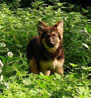 Altdeutscher Schäferhund / Rüde / Junghund