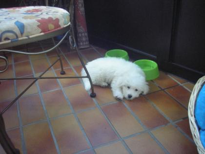 Cotton de tulear-welpe (baumwollhund