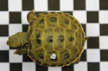 Europäische und Griechische Landschildkröten