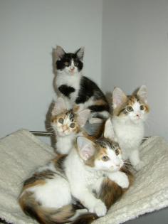 Maine Coon Kitten aus liebevoller Zucht !