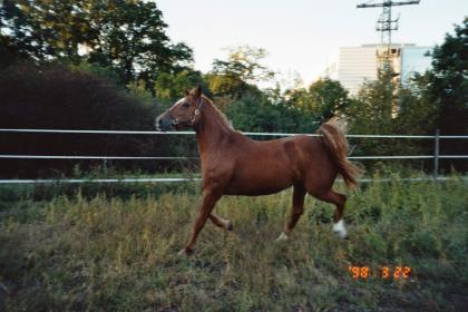 Arabo-Haflinger Fuchsstute