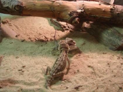 BartagamenBabys,Zwerggürtelschweife,Goldgeckos,Rotkelanoli Weibchen abzugeben.