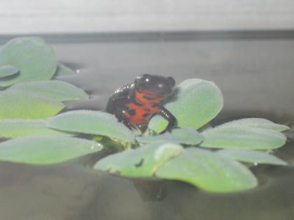 Fünf chinesische Feuerbauchmolche (cynops orientalis) abzugeben, Raum Schweinfur