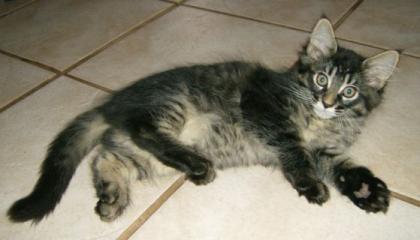 Maine Coon Kitten