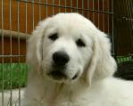 Golden Retriever Welpe ab zugeben