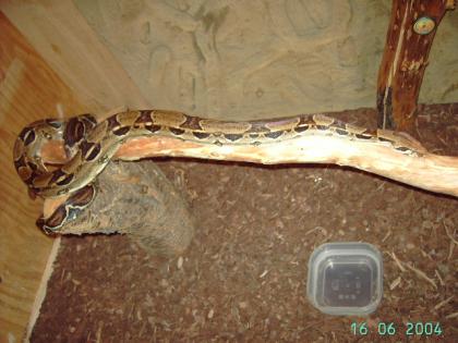 Boa c. constrictor mit terrarium