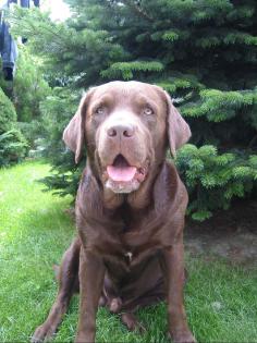 Brauner Labrador Deckrüde mit Erfahrung(nicht zum verk.)