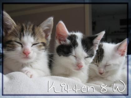 Süße Rassemix Kitten Ragdoll / EKH suchen neues Zuhause!