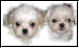 Shihtzu.....welpen