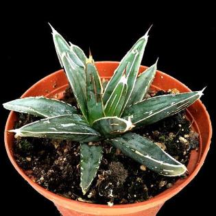 Agave winterhart, Yucca winterhart, Palme winterhart