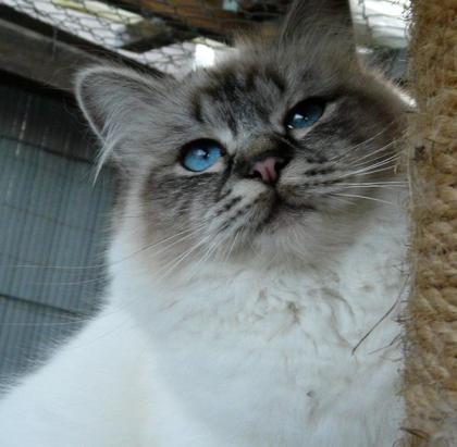 Heilige Birma Katze sucht neues Zuhause