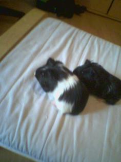 4 liebe kleine Meerschweinchen suchen dringend zu Hause