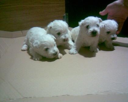 West Highland White Terrier