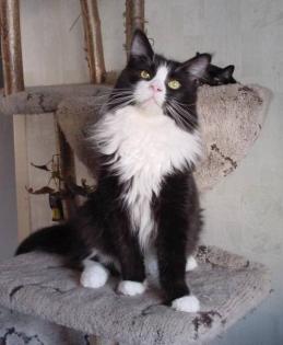 Maine Coon