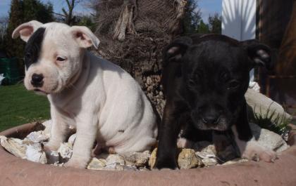  Staffordshire-Bullterrier Welpen