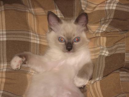 Edelkatze Ragdoll