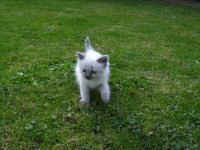 Snowbengal-colourpoint kitten