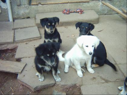 Süße Labrador-Husky Welpen