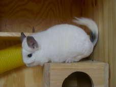 Chinchillas suchen ein Zuhause...