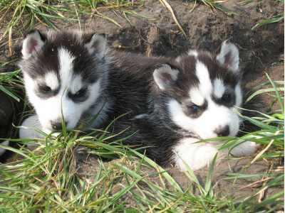 Husky welpen Reinrasse husky siberian welpen.