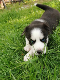 Wunderschöne Siberian Husky Welpe