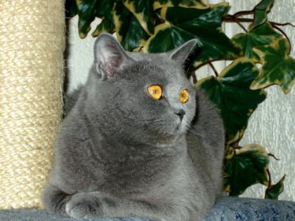 * Kartäuserkatze *