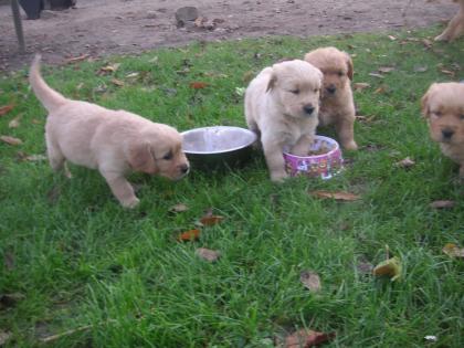 Süße, dunkle Goldenretriever Welpen suchen ein neues Zuhause