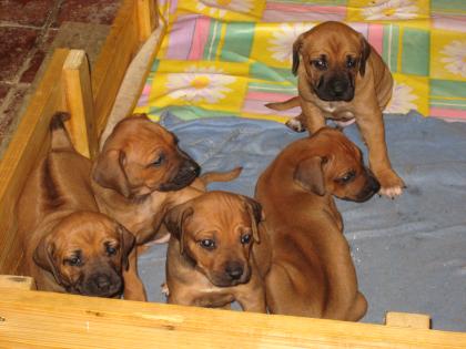 Rhodesian Ridgeback abzugeben