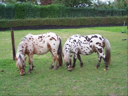 Mini-pferden appaloosa Abstammung. mit papieren v.Rheinland