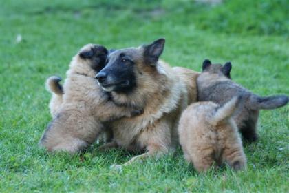 Belgischer Schäferhund Tervueren