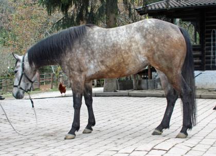 Quarter horse zuchtstute