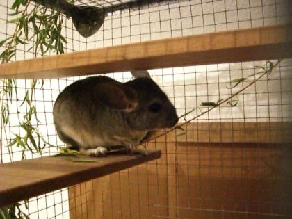 Chinchilla-Dame, Alter: 18 Monate, ab 01/08