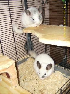 2 weiße Chinchillas Mutter+Sohn