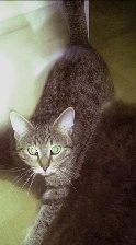 Getigerter Kater vermisst in Bad Aibling!!!