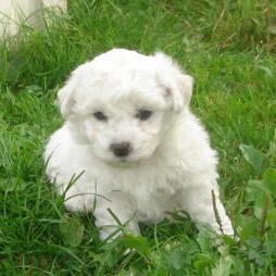 Bichon frise` Welpen - der nicht haarende Hund