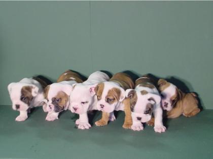 5 ENGLISH BULLDOGS ZU VERKAUFEN.