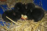 4 schwarze Zwergwidderbabys suchen ein Zuhause