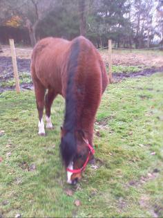 Welsh B Pony Wallach geritten